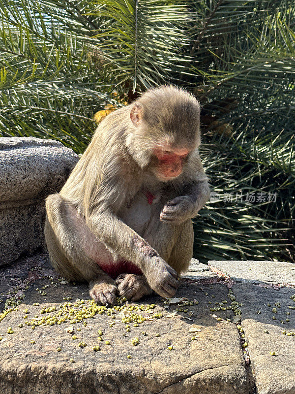 雌性猕猴(Macaca mulatta)猴子的形象，坐在墙上捡鸟种子，阳光明媚的日子，关注前景